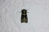 Polyploca ridens
