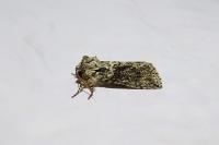 Polyploca ridens