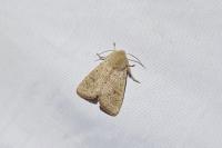 Orthosia cruda