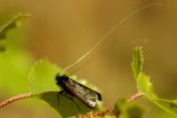 Adela reaumurella