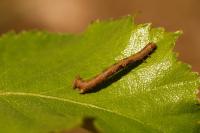 Colotois pennaria