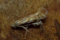 Phyllonorycter quercifoliella