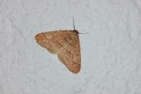 Phigaliohybernia marginaria