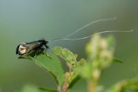 Adela reaumurella