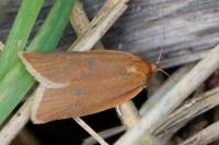 Clepsis unicolorana