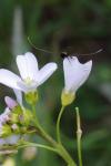 Cauchas rufimitrella