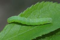 Epirrita