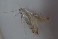 Phyllonorycter harrisella