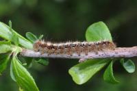 Lasiocampa quercus