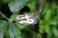 Stigmella