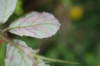 Stigmella