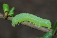 Asteroscopus sphinx