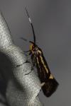 Esperia sulphurella
