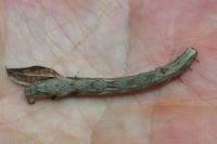 Crocallis elinguaria