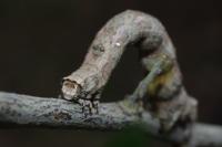 Crocallis elinguaria