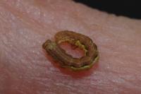 Erannis defoliaria