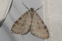 Trichopteryx carpinata