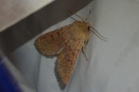Orthosia miniosa