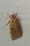Agonopterix