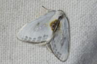 Cilix hispanica