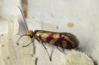 Micropterix tunbergella