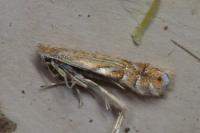 Phyllonorycter quercifoliella