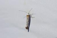 Pseudoswammerdamia combinella