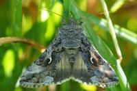 Autographa gamma