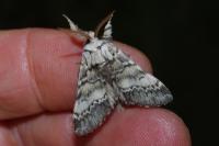 Drymonia ruficornis
