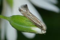 Elachista rufocinerea