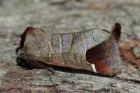 Clostera curtula