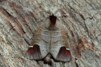 Clostera curtula