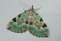 Colostygia pectinataria
