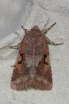 Orthosia gothica