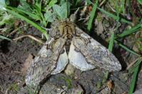 Peridea anceps