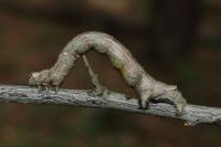 Crocallis elinguaria