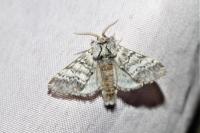 Drymonia ruficornis