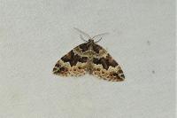 Lampropteryx suffumata