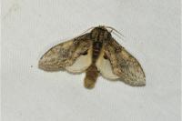 Peridea anceps