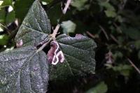 Stigmella aurella