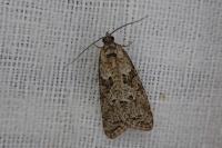 Cnephasia