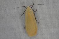 Wittia sororcula