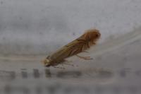 Phyllonorycter quercifoliella