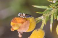 Grapholita internana