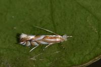Phyllonorycter distentella