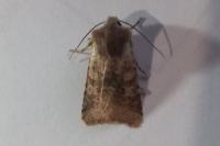 Spudaea ruticilla