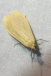 Wittia sororcula