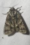 Acronicta rumicis