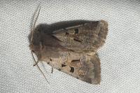Orthosia gothica