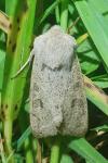 Orthosia gracilis